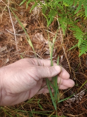 Sisyrinchium elizabethiae