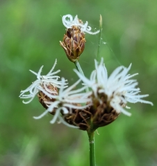 Fimbristylis puberula
