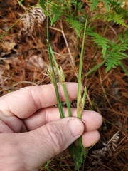 Sisyrinchium elizabethiae