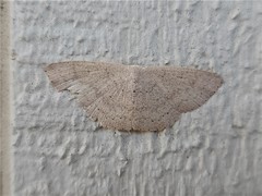 Cyclophora obstataria