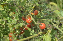 Solanum pimpinellifolium