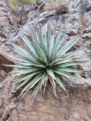 Agave potrerana