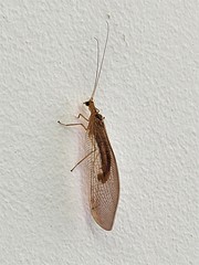 Stenolysmus extraneus