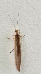 Stenolysmus extraneus