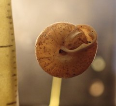 Cryptomastix magnidentata