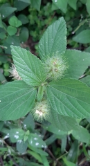 Acalypha arvensis
