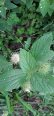 Acalypha arvensis