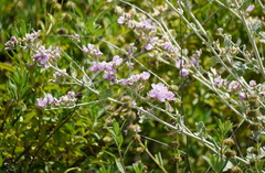 Malacothamnus hallii