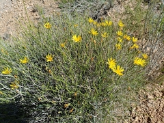 Launaea lanifera