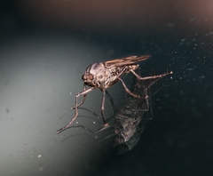 Boreothrinax maculipennis