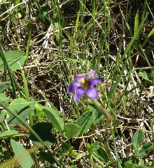 Sisyrinchium montanum