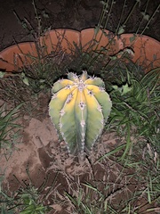 Lophocereus
