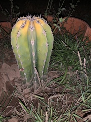 Lophocereus