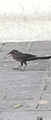 Quiscalus mexicanus