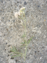 Baccharis pulchella