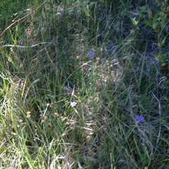 Sisyrinchium montanum