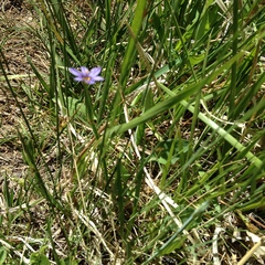 Sisyrinchium montanum