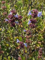 Salvia munzii
