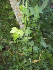 Bowlesia sodiroana