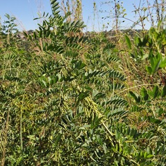 Indigofera arrecta