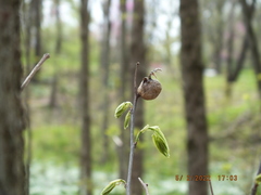 Asimina triloba