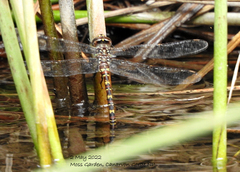 Austroaeschna pinheyi