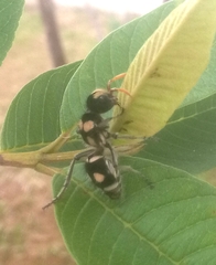 Hoplomutilla insignis