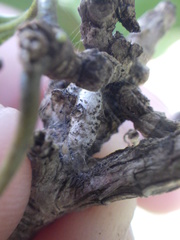 Insecta