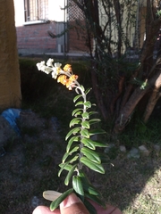 Buddleja coriacea