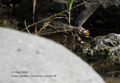 Austroaeschna pinheyi