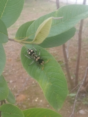 Hoplomutilla insignis