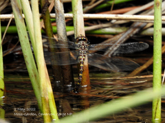 Austroaeschna pinheyi