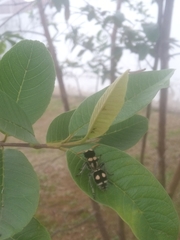 Hoplomutilla insignis