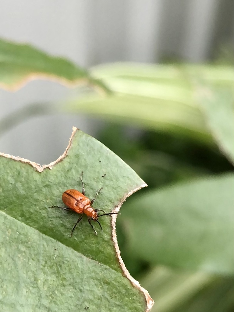 Neolema exarata