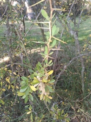 Berberis boliviana
