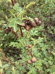 Diplolepis variabilis