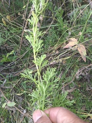 Convolvulus laciniatus