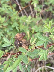 Diplolepis variabilis