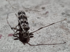 Acanthocinus spectabilis