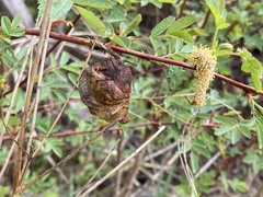 Diplolepis variabilis