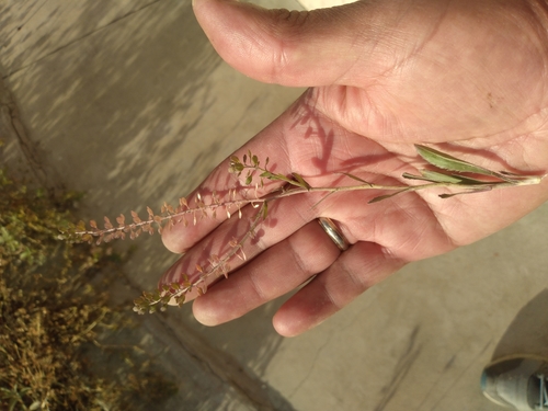 Lepidium chichicara, photograph 1