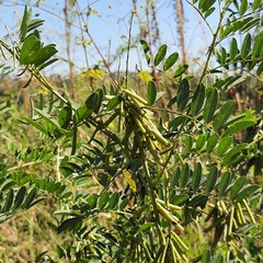 Indigofera arrecta