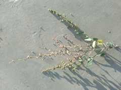Chenopodium petiolare