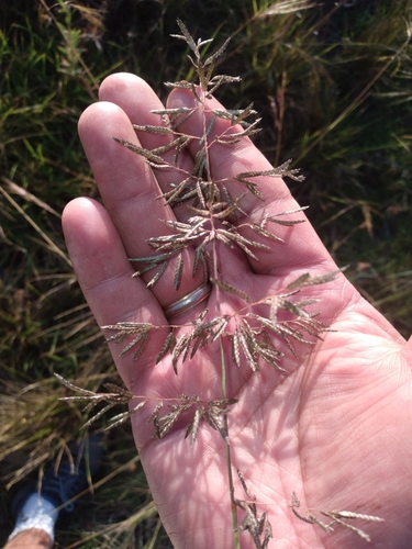 Image of Eragrostis nigricans by no rights reserved