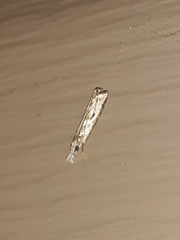 Microcrambus kimballi