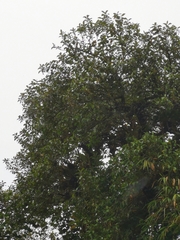 Chamaepetes unicolor