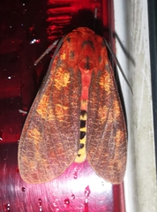 Elysius