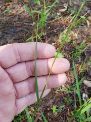 Dichanthelium neuranthum