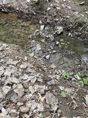 Lithobates palustris