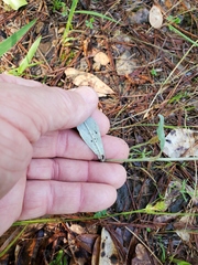 Gamochaeta argyrinea